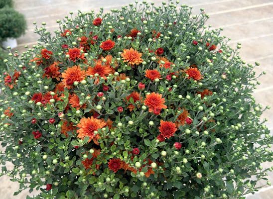 8IN MUM BRONZE ORANGE KEELEY