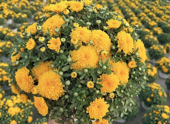8IN MUM YELLOW 24 KARAMUM