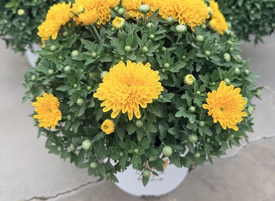 8IN MUM YELLOW 24 KARAMUM