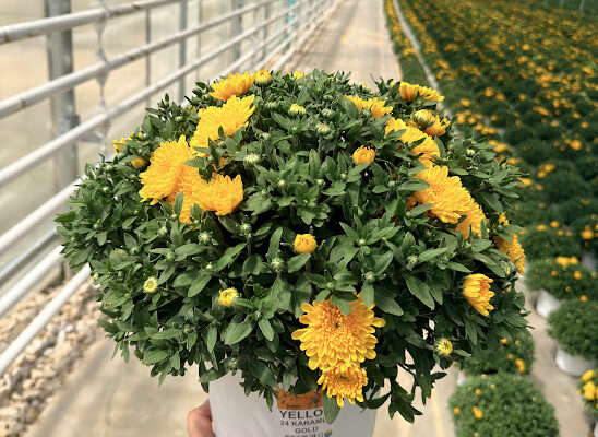 8IN MUM YELLOW 24 KARAMUM