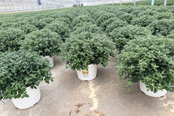 8IN MUM YELLOW SUNDANCE 8IN MUM YELLOW SUNDANCE