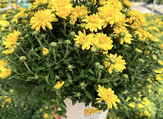 8IN MUM YELLOW SUNRISE