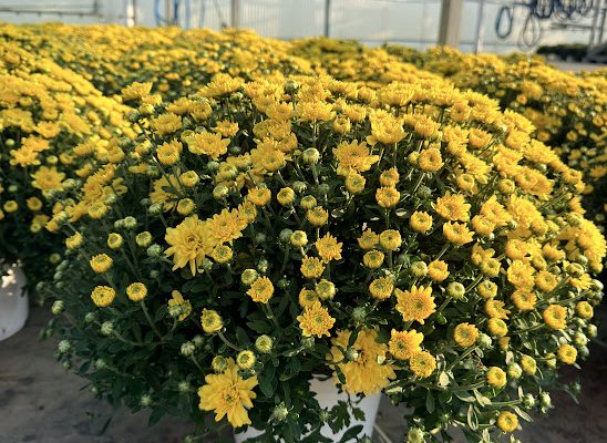 8IN MUM YELLOW SUNRISE