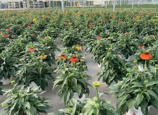 8IN PER ECHINACEA CHEYENNE SPIRIT MIX 8IN PER ECHINACEA CHEYENNE SPIRIT MIX