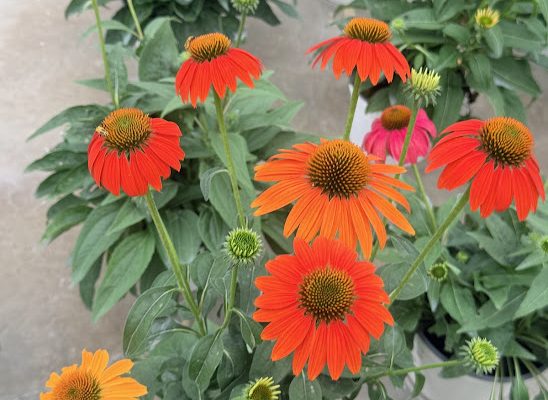 8IN PER ECHINACEA CHEYENNE SPIRIT MIX