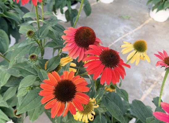 8IN PER ECHINACEA CHEYENNE SPIRIT MIX