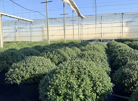 LGRD MUM CORAL AXIOS LGRD MUM CORAL AXIOS