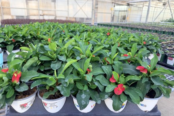 1001ANN FOLIAGE EUPHORBIA MILII CARDINAL 1001ANN FOLIAGE EUPHORBIA MILII CARDINAL