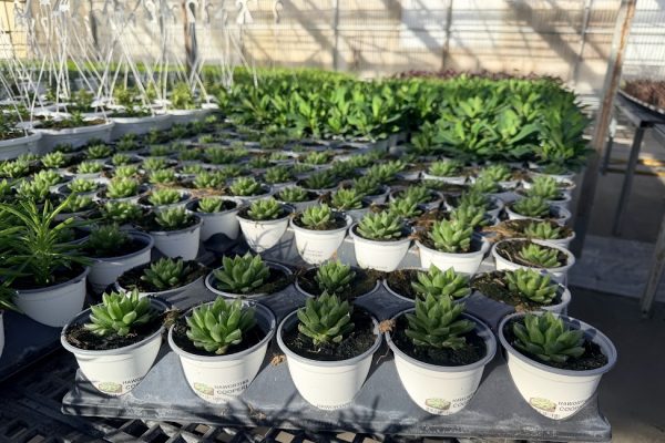 1001ANN FOLIAGE HAWORTHIA COOPERI