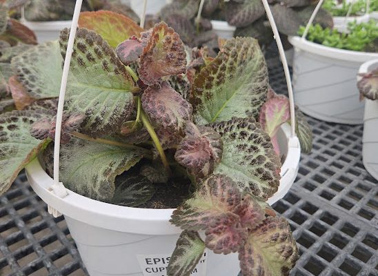 10BKST EPISCIA SILVER 10BKST FOLIAGE EPISCIA PLATINUM