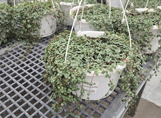10BKST PILEA AQUAMARINE BABY TEARS 2 10BKST FOLIAGE PILEA AQUAMARINE BABY TEARS