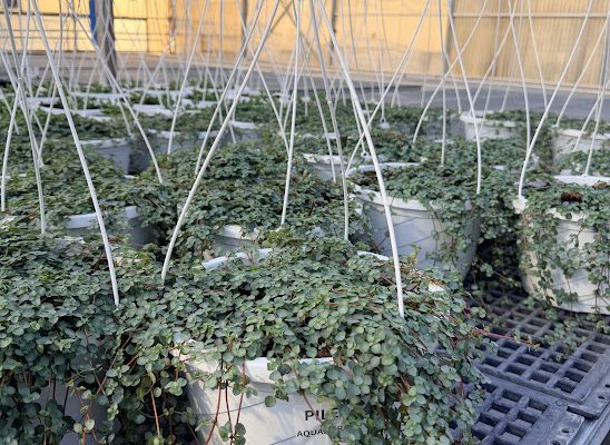 10BKST FOLIAGE PILEA AQUAMARINE (BABY TEARS) 10BKST FOLIAGE PILEA AQUAMARINE (BABY TEARS)