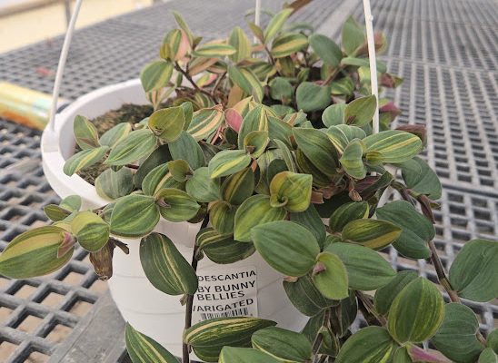 10BKST TRADESCANTIA BABY BUNNY BELLIES VARIGATED 10BKST TRADESCANTIA BABY BUNNY BELLIES VARIGATED
