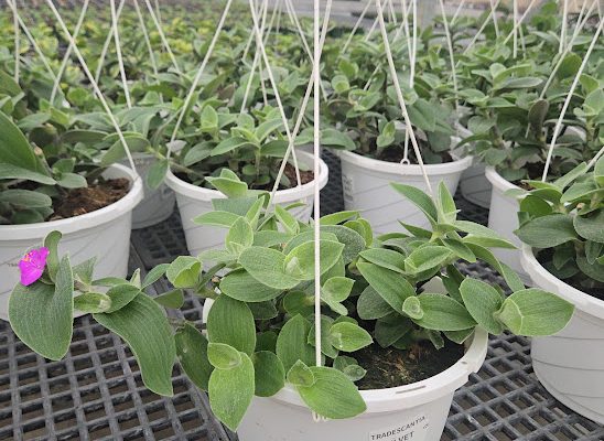 10BKST TRADESCANTIA VELVET WHITE 10BKST FOLIAGE TRADESCANTIA VELVET WHITE