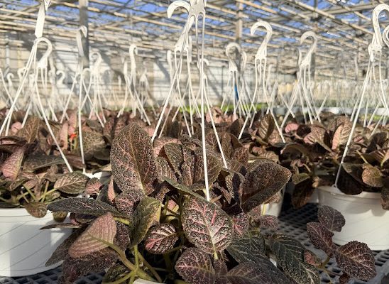 10IN BSKT FOLIAGE EPISCIA COPPER