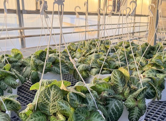 10IN BKST FOLIAGE EPISCIA SILVER