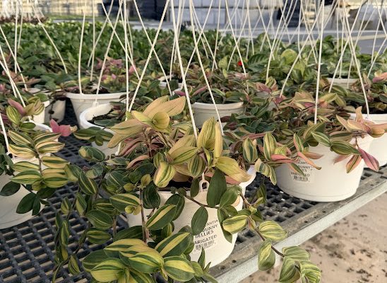 10IN BSKT FOLIAGE TRADESCANTIA BABY BUNNY BELLIES VARIEGATED