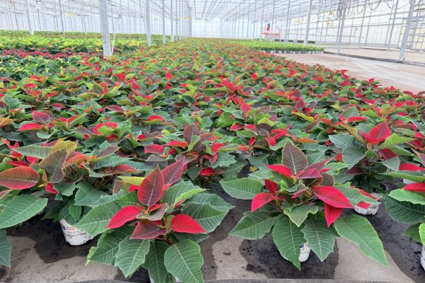 4.5IN RED POINSETTIA 4.5IN RED POINSETTIA