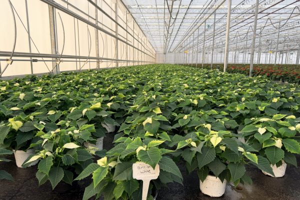 6.5 IN WHITE POINSETTIA 6.5 IN WHITE POINSETTIA