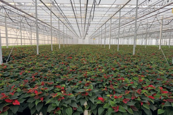 6IN RED POINSETTIA 6IN RED POINSETTIA