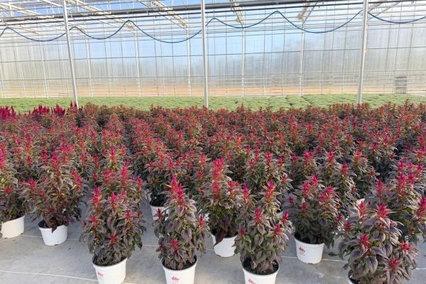 8IN ANN CELOSIA INTENZ LIPSTICK