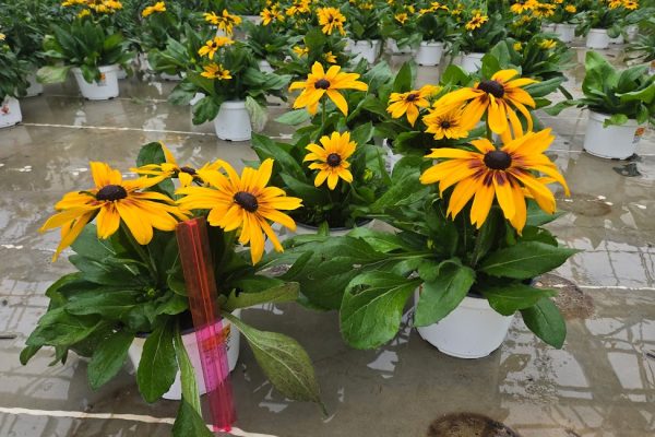 8IN ANN SUNBECKIA ALICIA 8IN ANN SUNBECKIA ALICIA SINGLE YELLOW/BROWN