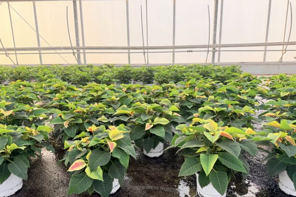 8IN MARBLE POINSETTIA 8IN MARBLE POINSETTIA