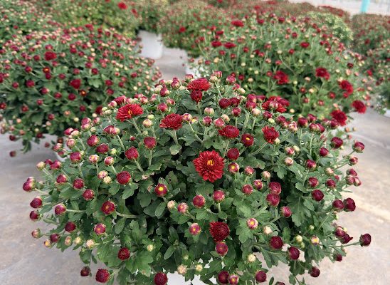 8IN MUM RED RADIANT 2 8IN MUM RED RADIANT