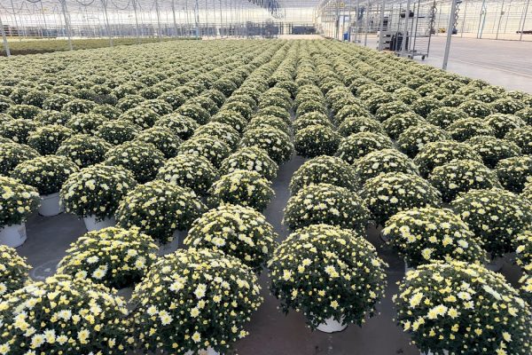 8IN MUM WHITE AXIOS