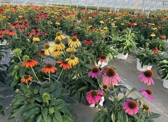 8IN PER ECHINACEA CHEYENNE SPIRIT MIX