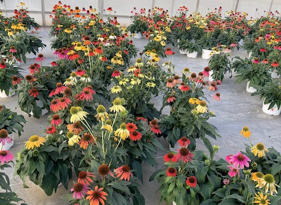 8IN PER ECHINACEA CHEYENNE SPIRIT MIX