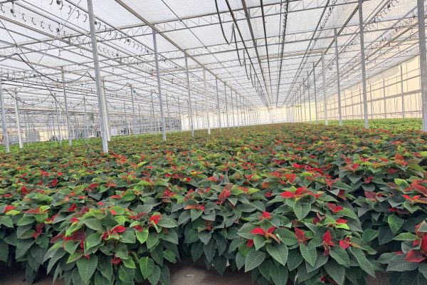 8IN RED POINSETTIA 8IN RED POINSETTIA