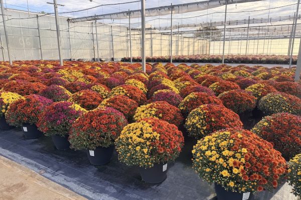 LGRD AXIOS TRIO ORANGE, PURPLE, YELLOW LGRD AXIOS TRIO (ORANGE, PURPLE, YELLOW)