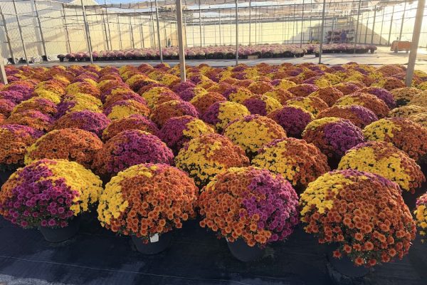 LGRD TRIO AXIOS ORANGE PURPLE YELLOW