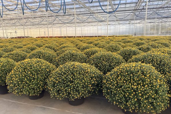 LGRD YELLOW SUNDANCE