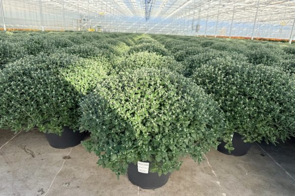 LGRD YELLOW SUNDANCE